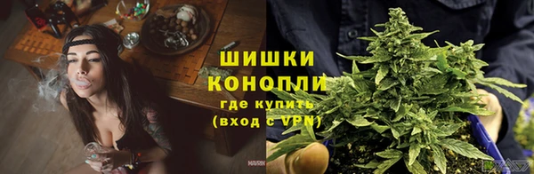 шишки Кодинск